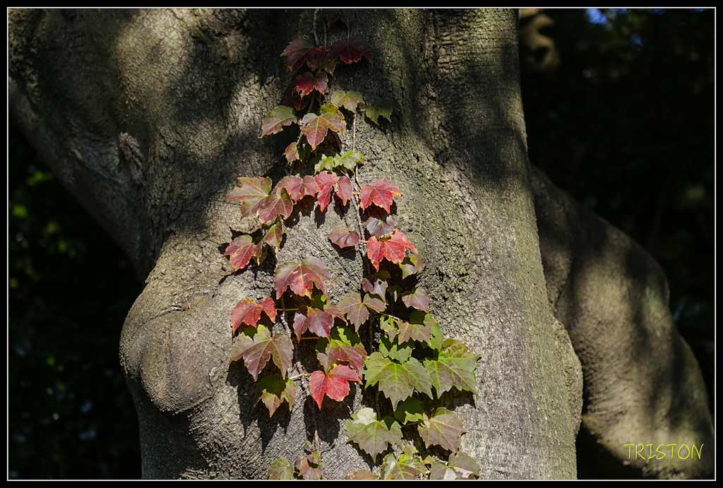 _H1A1529.jpg - 20171103 日本只見線、會津若松五色沼、昭和記念公園賞紅葉