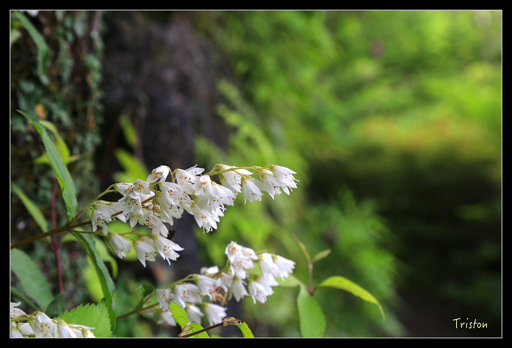 JH1A9486.jpg - 20150628 東京輕井澤日光