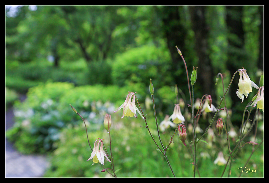 JH1A9585.jpg - 20150628 東京輕井澤日光