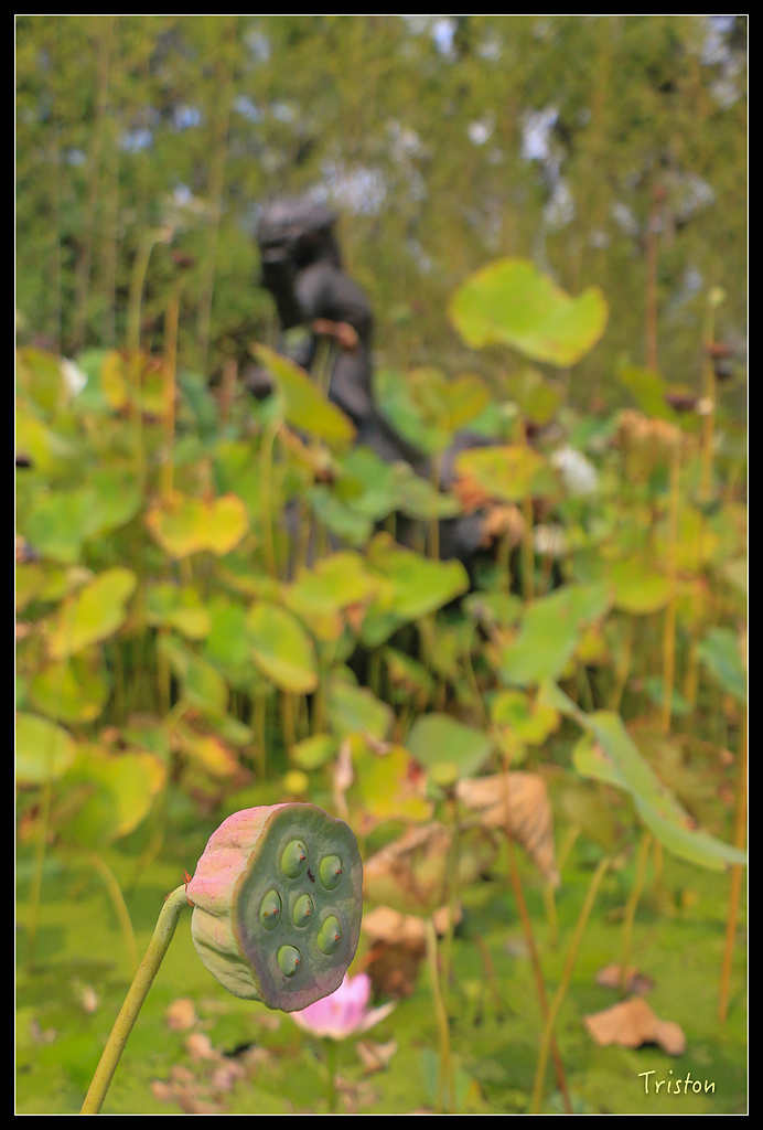 IMG_7749.jpg - 20150717 台北兒童新樂園 六福村