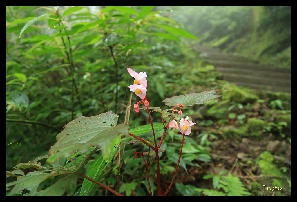 JH1A9782.jpg - 20150920 石棹,霧之道 茶之道 雲之道