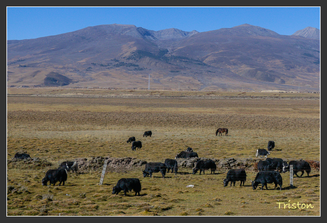_MG_2491.jpg - 20161013 稻城亞丁