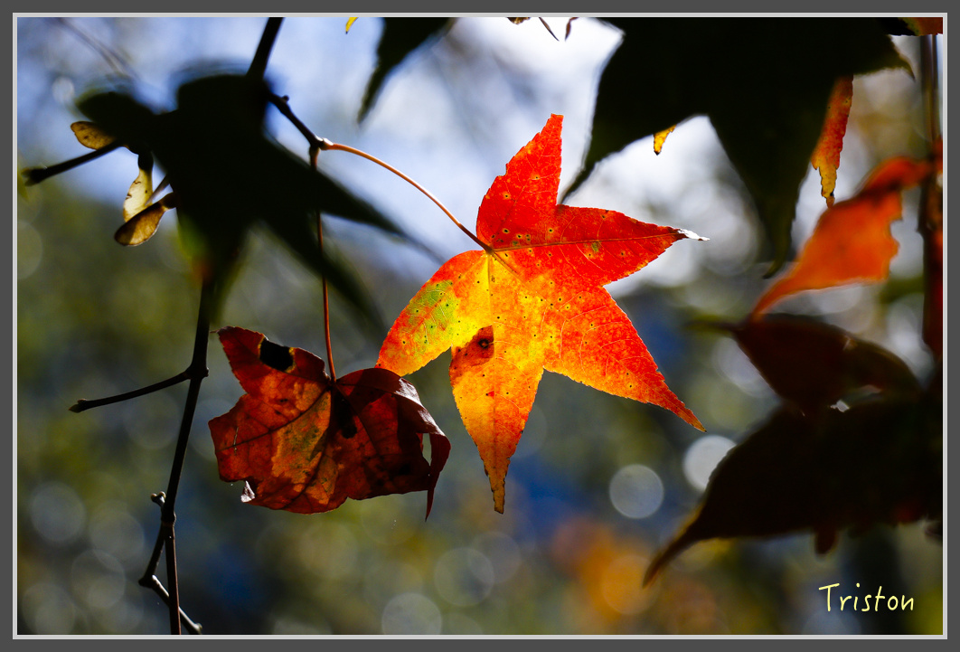 _MG_0412.jpg - 20161203 鎮西堡