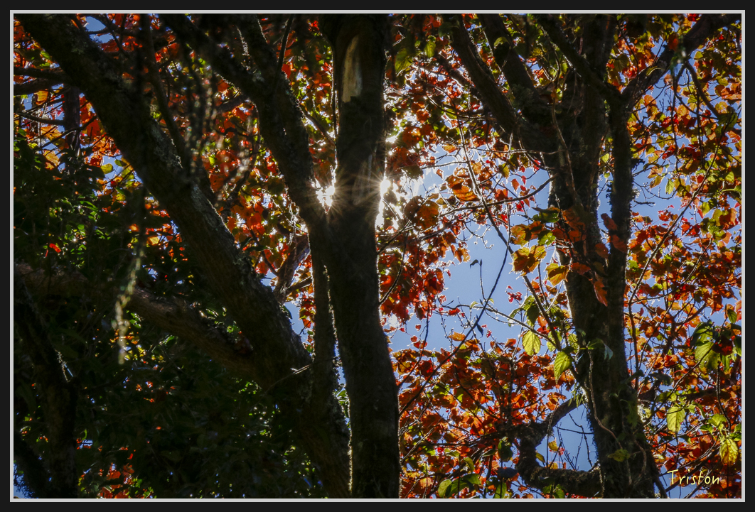 _MG_0047.jpg - 20161226 大塔山