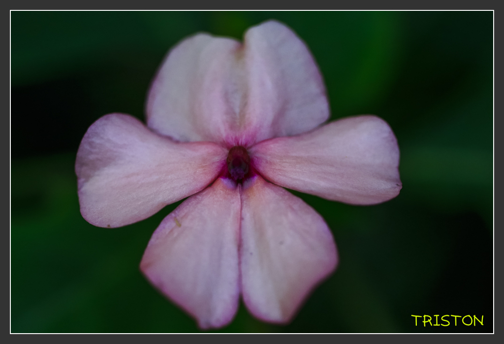 _H1A6877.jpg - 20170904 獨立山步道生態