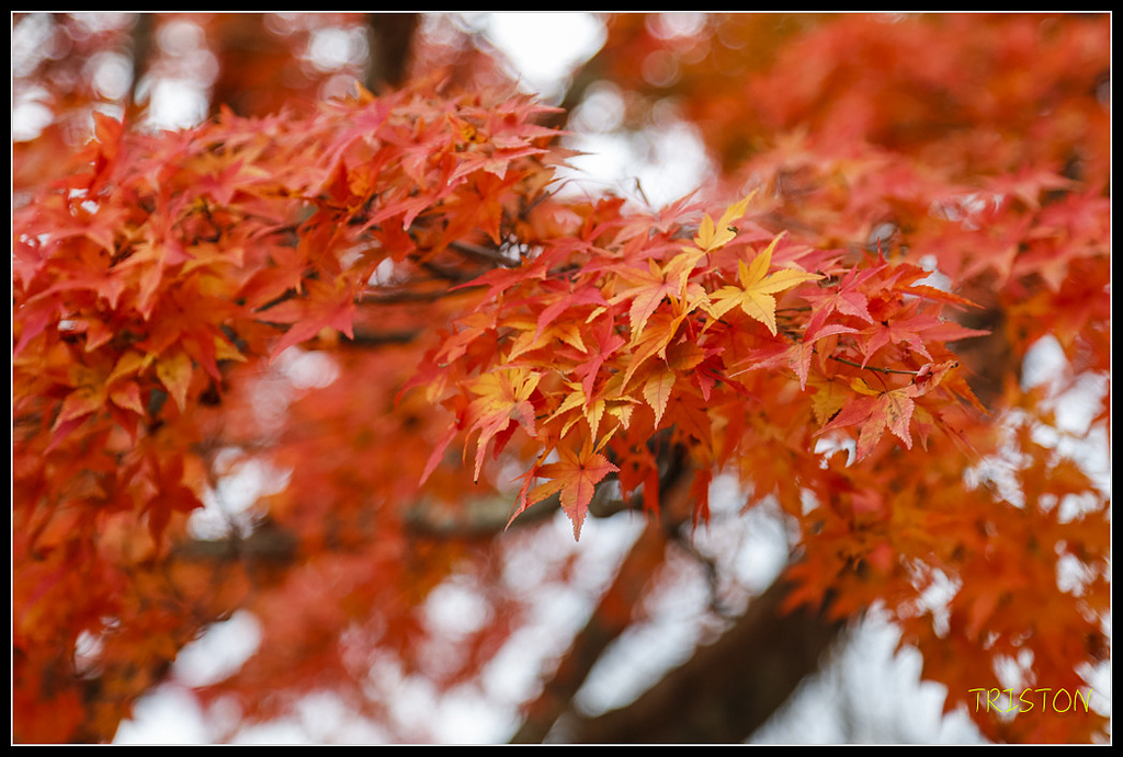 _H1A1148.jpg - 20171103 日本只見線、會津若松五色沼、昭和記念公園賞紅葉