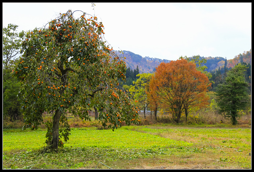 _H1A0623.jpg - 20171103 日本只見線、會津若松五色沼、昭和記念公園賞紅葉