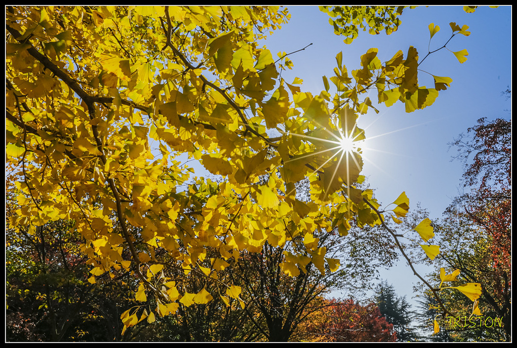 _H1A1564.jpg - 20171103 日本只見線、會津若松五色沼、昭和記念公園賞紅葉