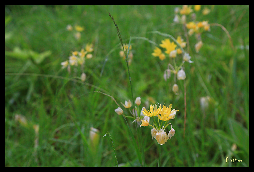 JH1A9590.jpg - 20150628 東京輕井澤日光