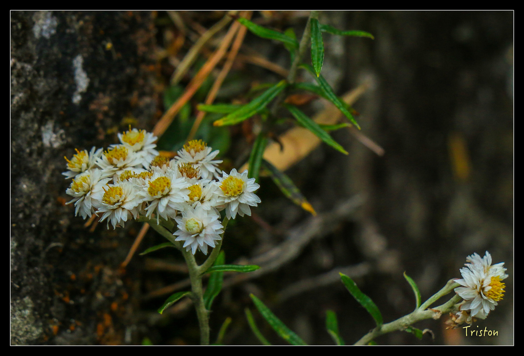 IMG_8787.jpg - 20151017 郡大林道、望鄉山、郡大山