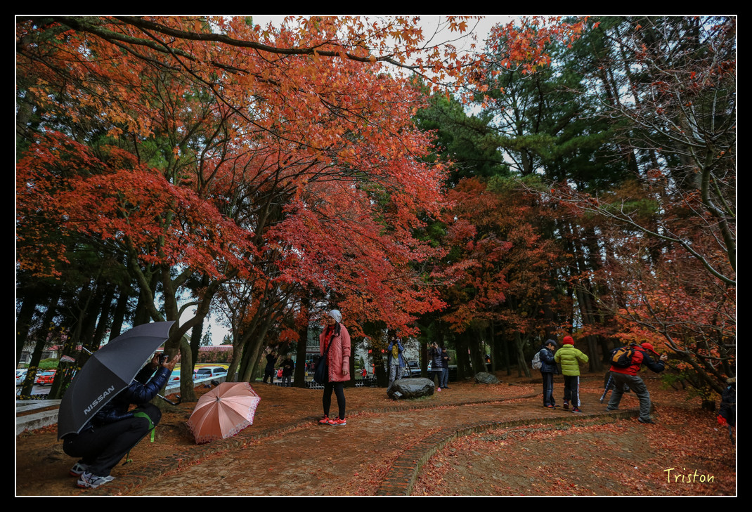 JH1A0975.jpg - 20151205 合歡溪步道、108K楓之谷