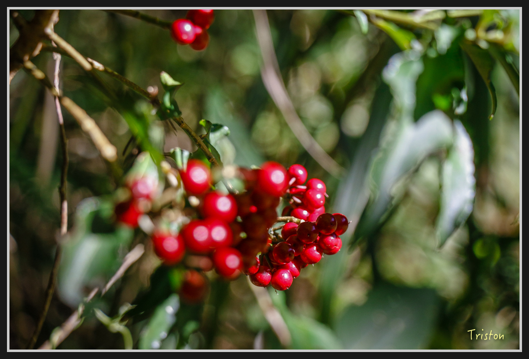 _MG_0034.jpg - 20161226 大塔山