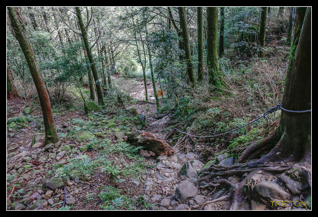 _MG_0355.jpg - 20170723 水漾森林