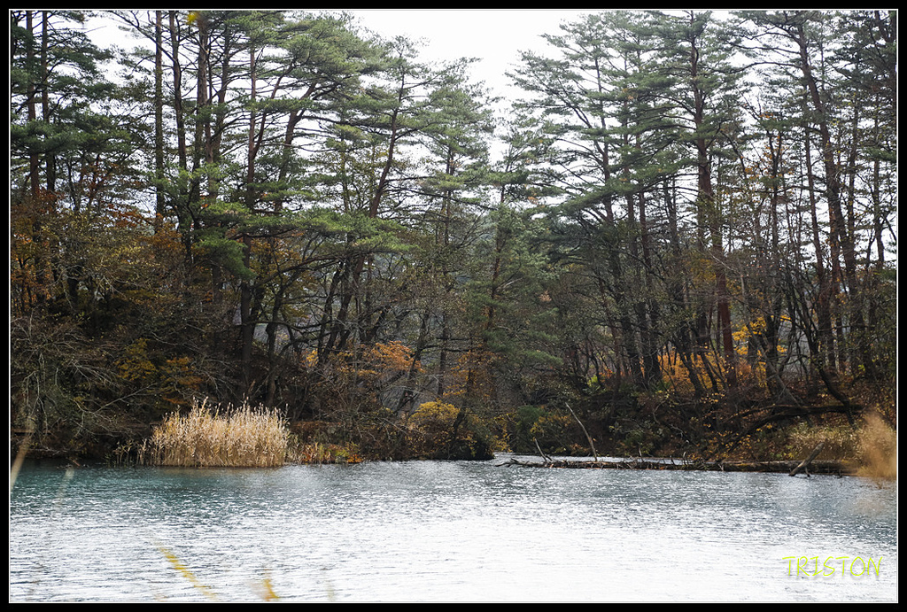 _H1A1173.jpg - 20171103 日本只見線、會津若松五色沼、昭和記念公園賞紅葉