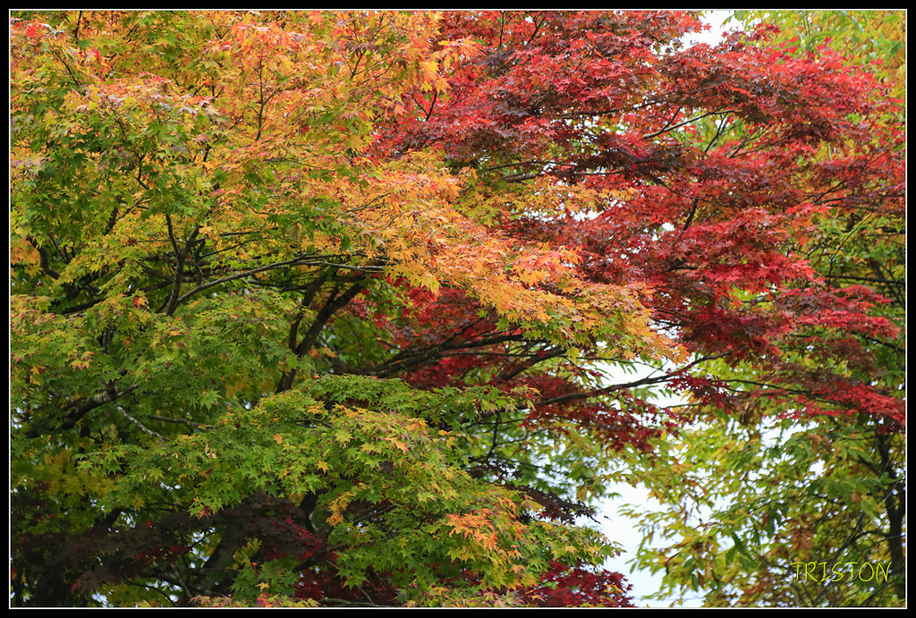 _H1A0637.jpg - 20171103 日本只見線、會津若松五色沼、昭和記念公園賞紅葉