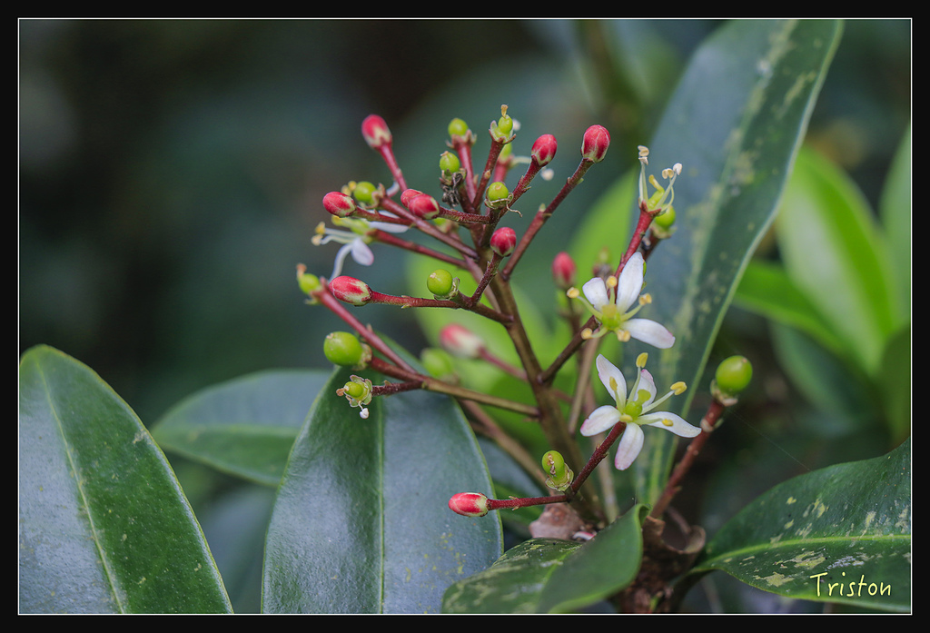 _MG_1093.jpg - 20180127 日湯真山