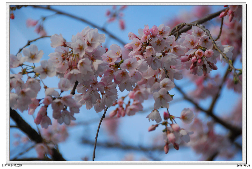 2009-03-21-15_59_27.jpg - 20090320 日本京阪神之旅