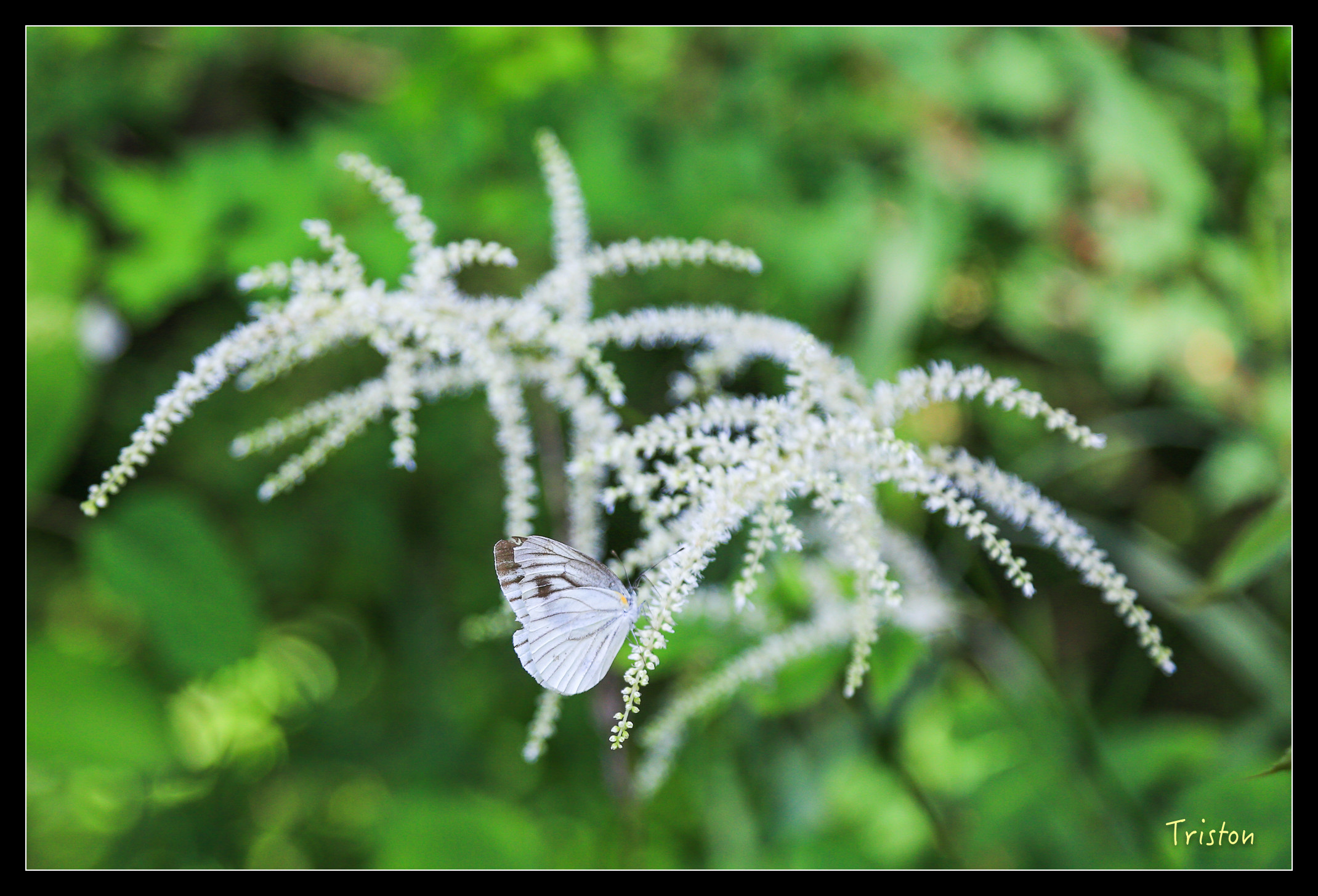 JH1A9162.jpg - 20150628 東京輕井澤日光