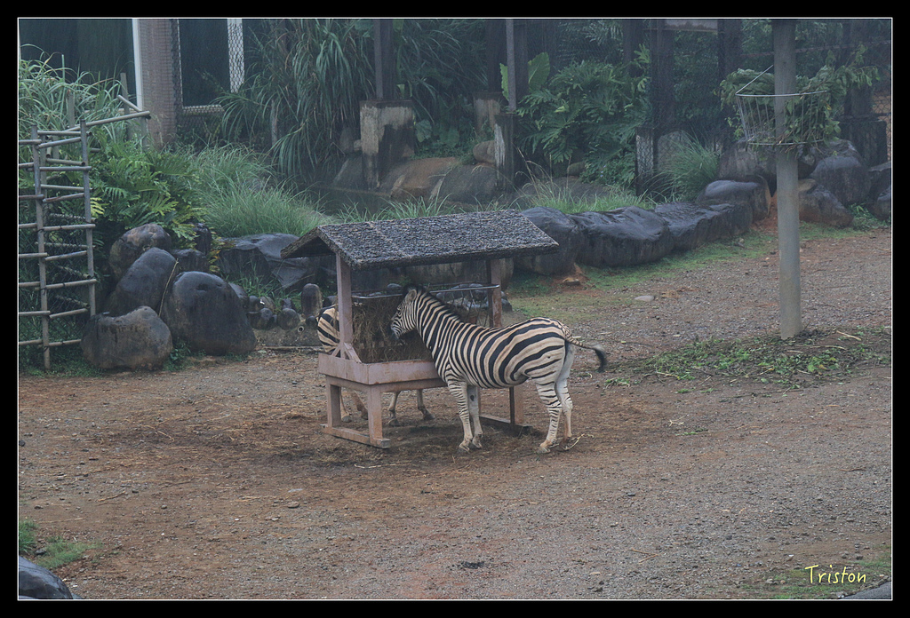 IMG_8103.jpg - 20150717 台北兒童新樂園 六福村