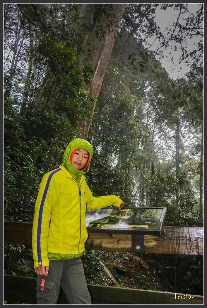 IMG_3276.jpg - 20160227 觀霧森林步道