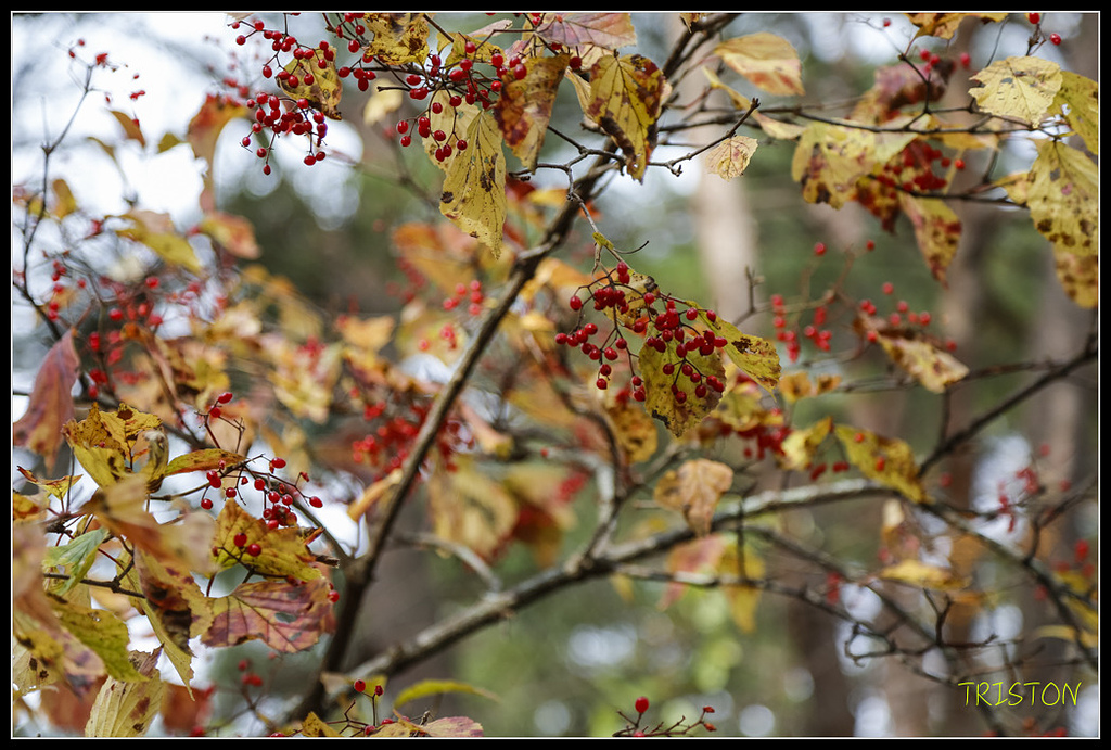 _H1A1179.jpg - 20171103 日本只見線、會津若松五色沼、昭和記念公園賞紅葉
