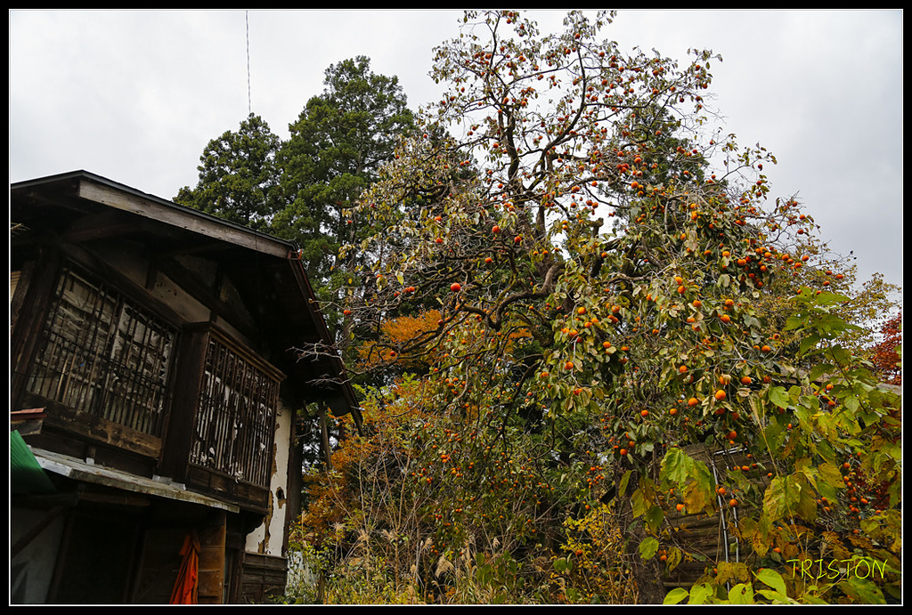 _H1A0673.jpg - 20171103 日本只見線、會津若松五色沼、昭和記念公園賞紅葉