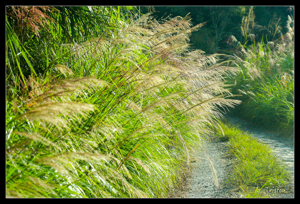 IMG_8592.jpg - 20151017 郡大林道、望鄉山、郡大山