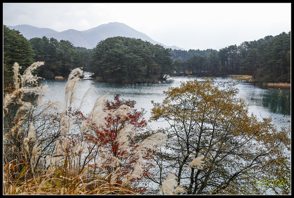 _H1A1185.jpg - 20171103 日本只見線、會津若松五色沼、昭和記念公園賞紅葉