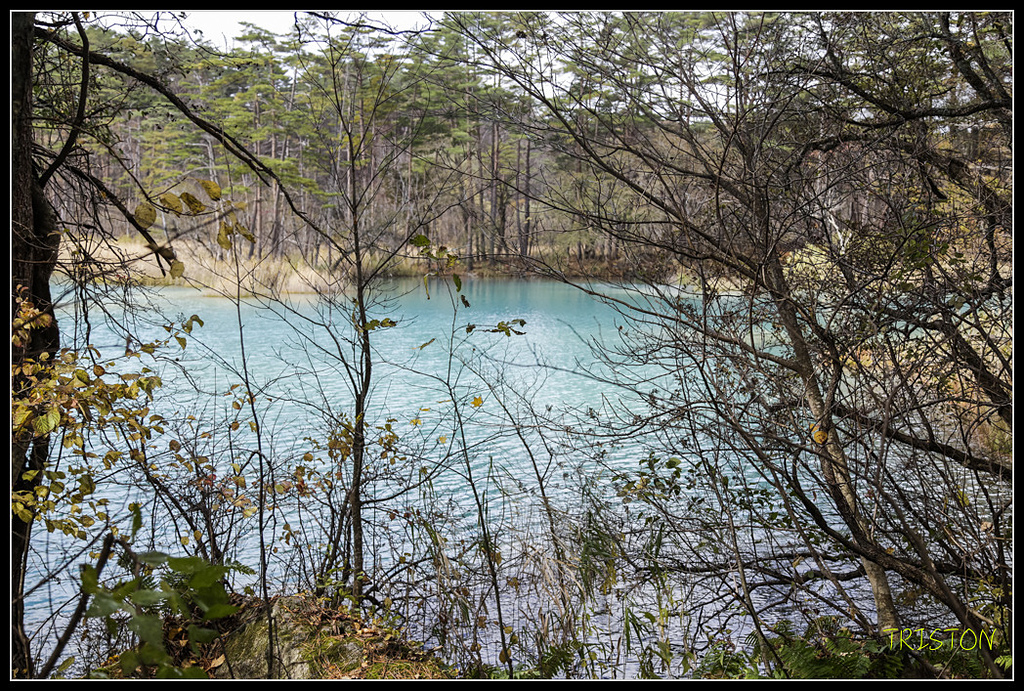 _H1A1257.jpg - 20171103 日本只見線、會津若松五色沼、昭和記念公園賞紅葉