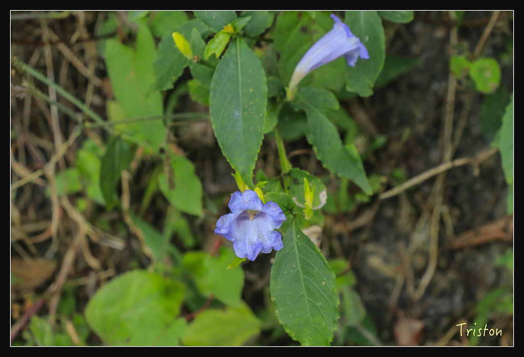 _MG_1109.jpg - 20180127 日湯真山