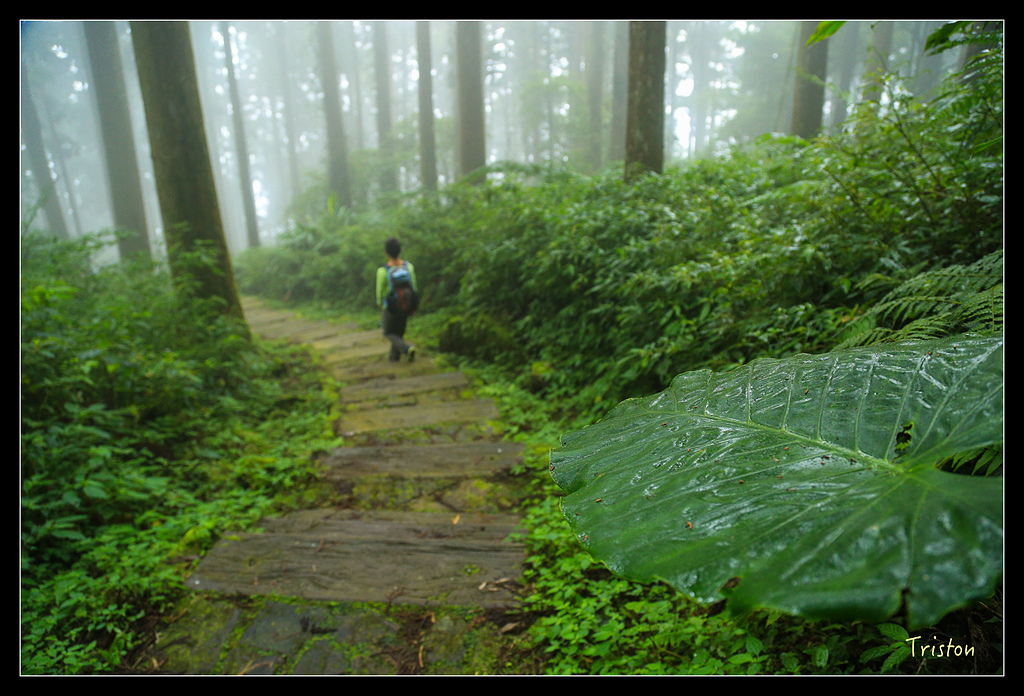 JH1A9787.jpg - 20150920 石棹,霧之道 茶之道 雲之道
