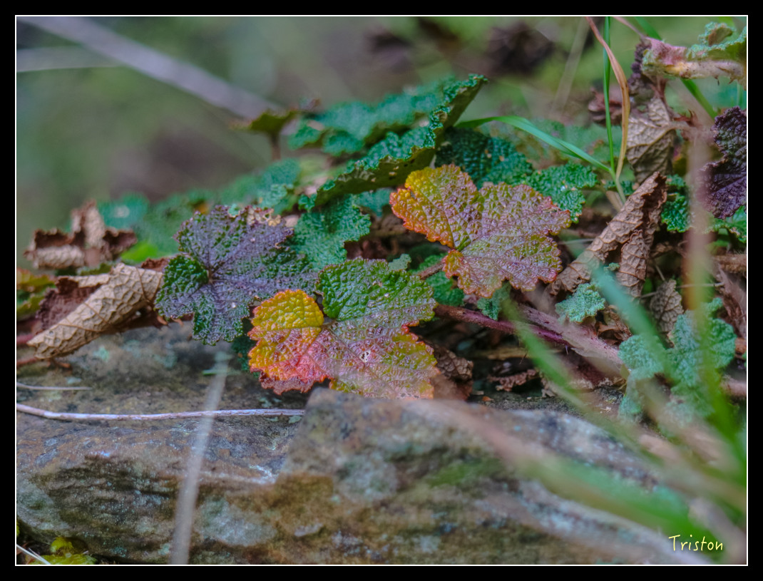 IMG_0965.jpg - 20151205 合歡溪步道、108K楓之谷