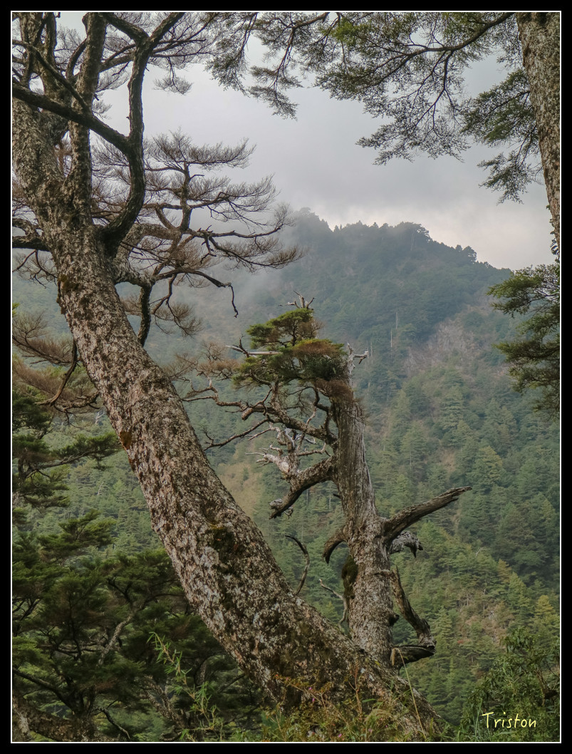 IMG_0945.jpg - 20151205 合歡溪步道、108K楓之谷