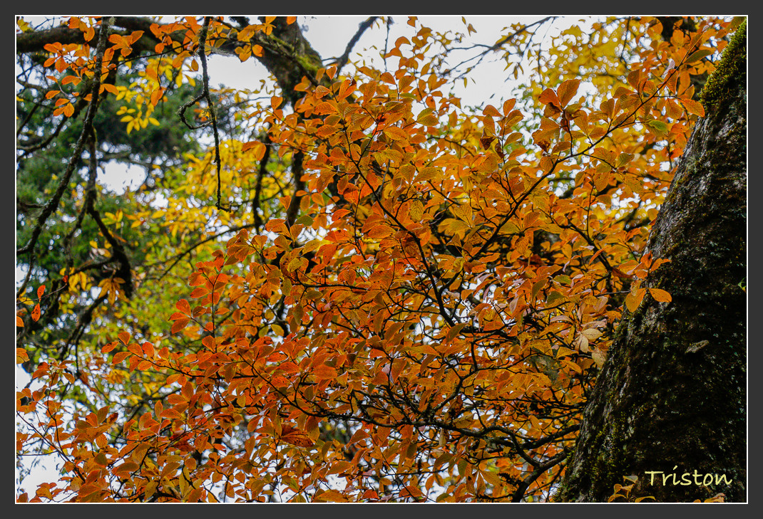 _MG_2722.jpg - 20161013 稻城亞丁