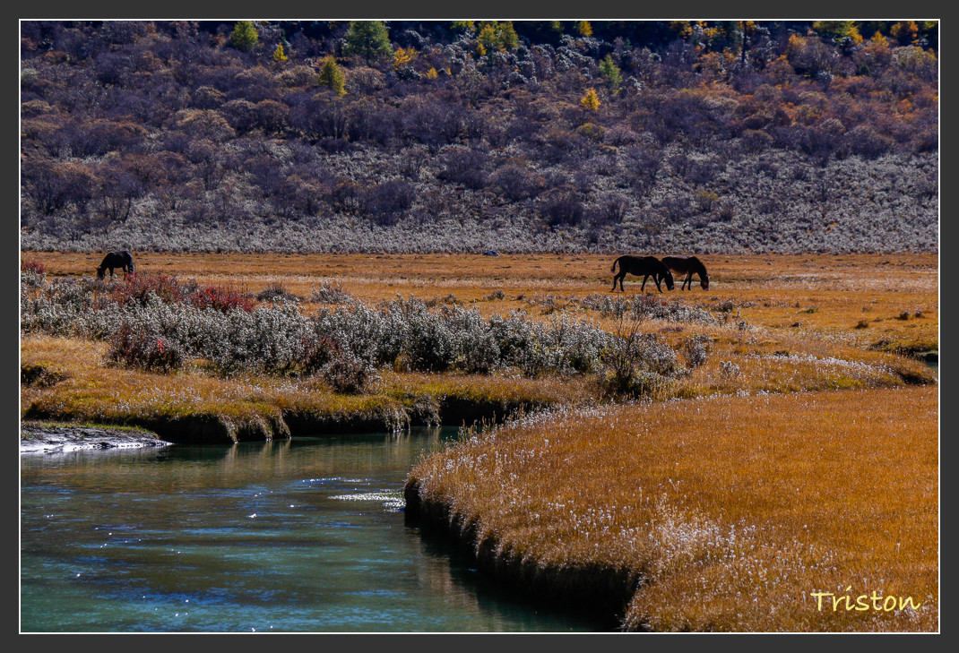 _MG_1912.jpg - 20161013 稻城亞丁
