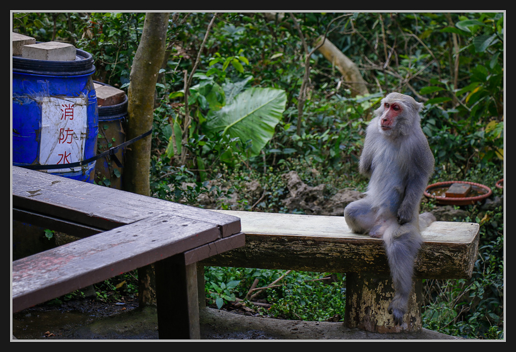_MG_0053.jpg - 20170205 柴山盤榕雅座路線
