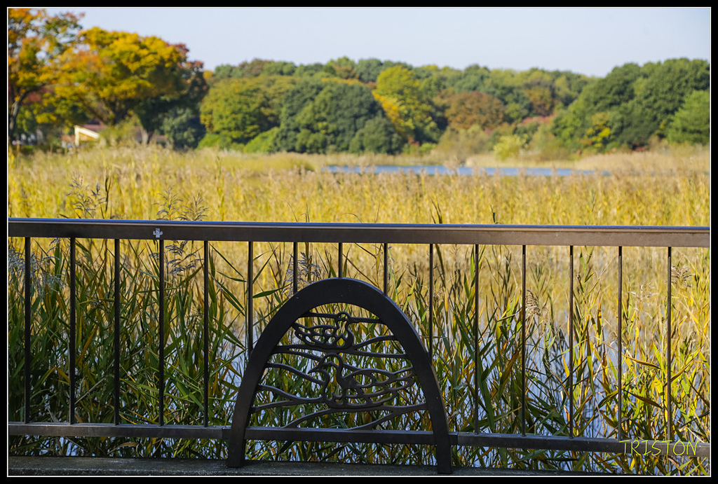 _H1A1615.jpg - 20171103 日本只見線、會津若松五色沼、昭和記念公園賞紅葉