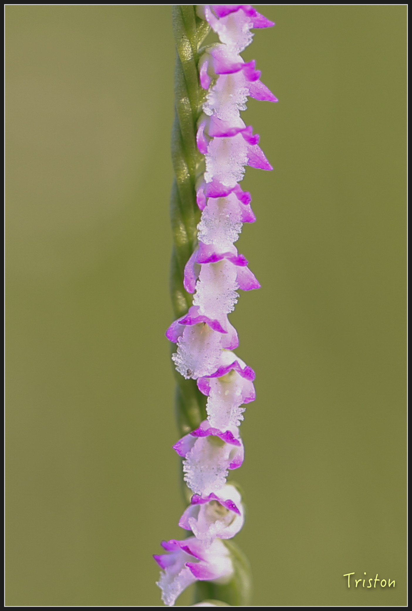 _h1a1996_40797996852_o.jpg - 20180316 巴克禮公園 綬草