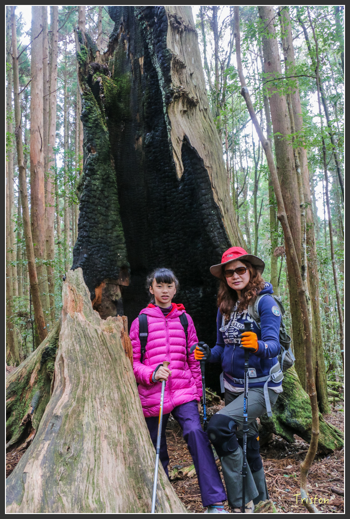 IMG_3452.jpg - 20160227 觀霧森林步道