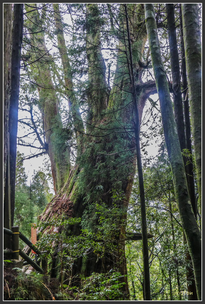 IMG_3300.jpg - 20160227 觀霧森林步道