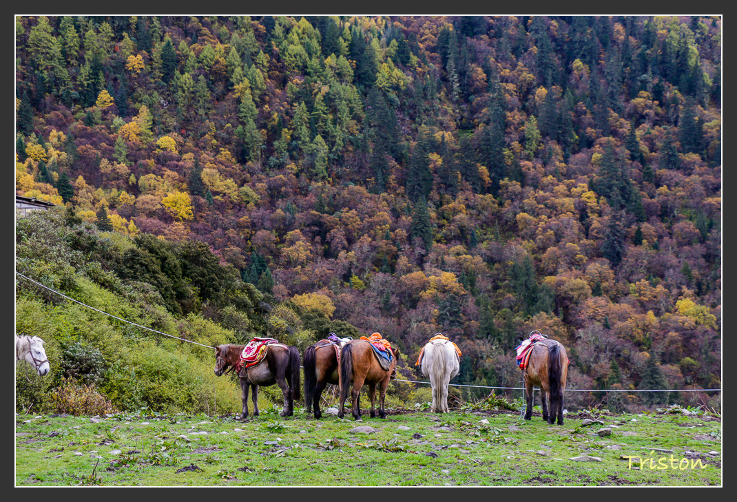 _MG_0883.jpg - 20161013 稻城亞丁
