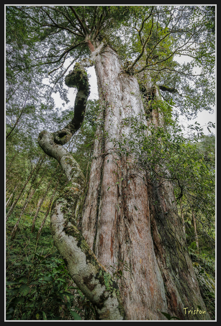 0081.jpg - 20161231 明池 神木園