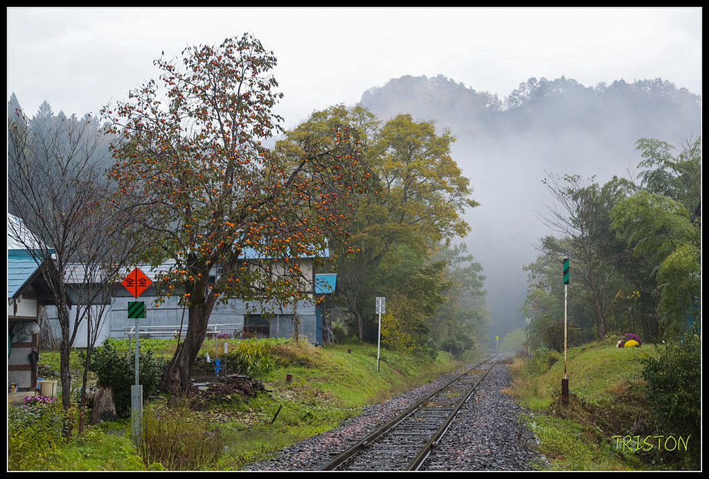 _H1A0366.jpg - 20171103 日本只見線、會津若松五色沼、昭和記念公園賞紅葉