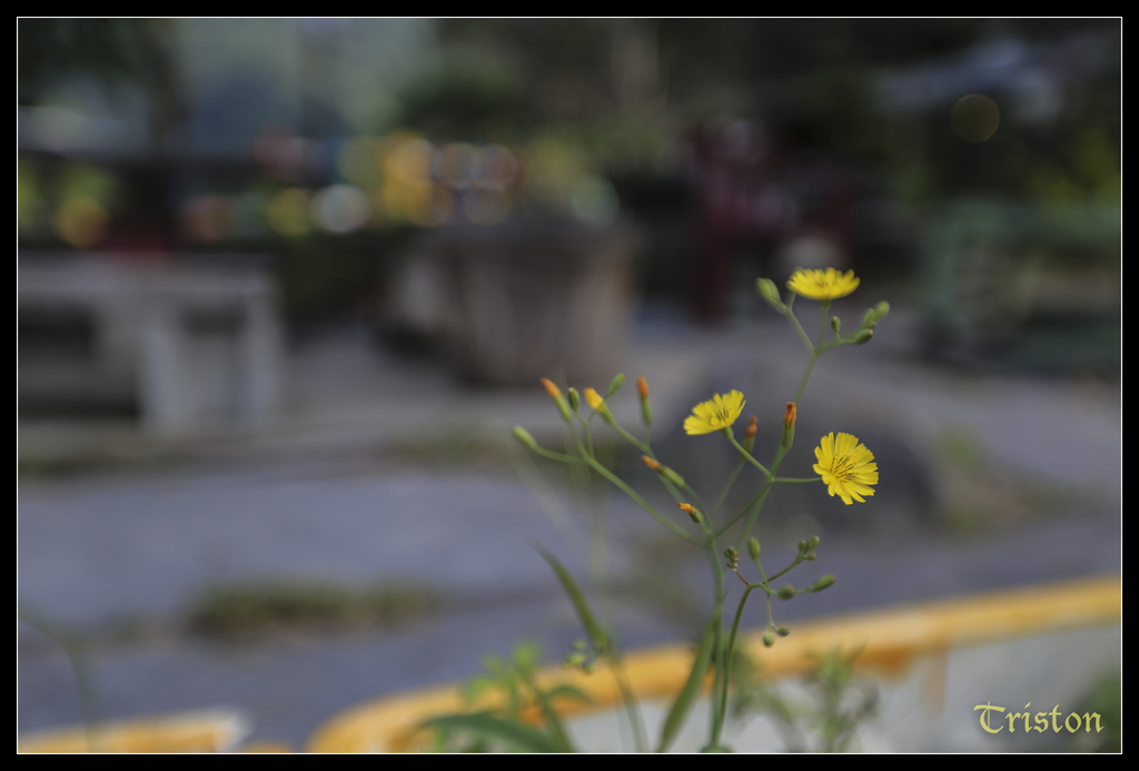 jh1a0066_15579626099_o.jpg - 20141111 屏東霧台 神山 一日來往輕旅行