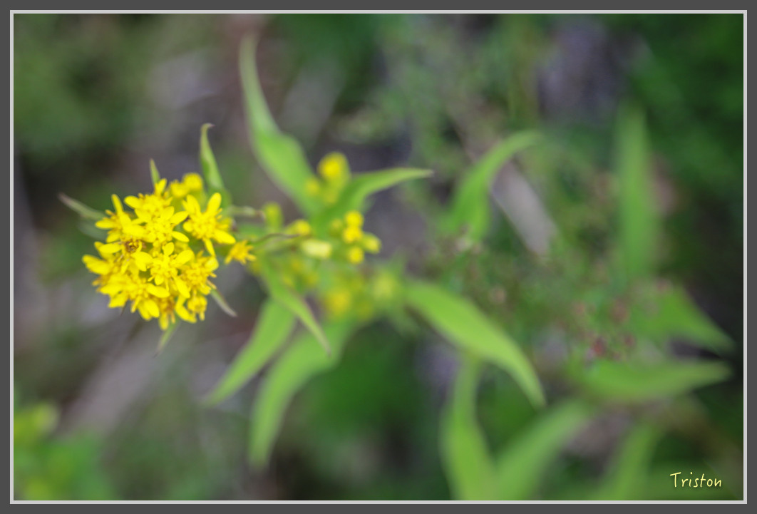 JH1A0134.jpg - 20160806 小奇萊步道、清境國小