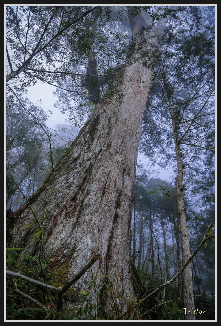 00146.jpg - 20161231 明池 神木園