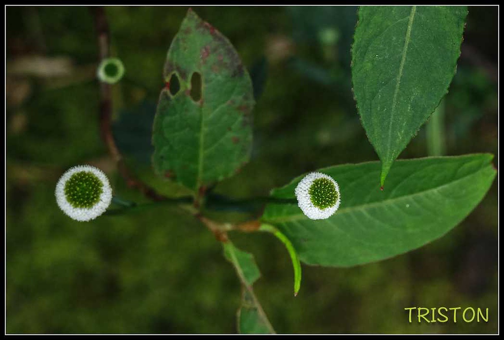 _MG_0114.jpg - 20170920 加里山