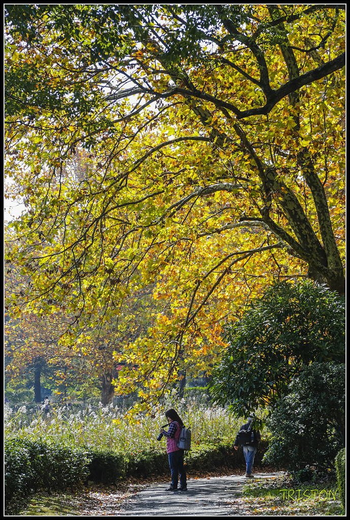 _H1A1641.jpg - 20171103 日本只見線、會津若松五色沼、昭和記念公園賞紅葉