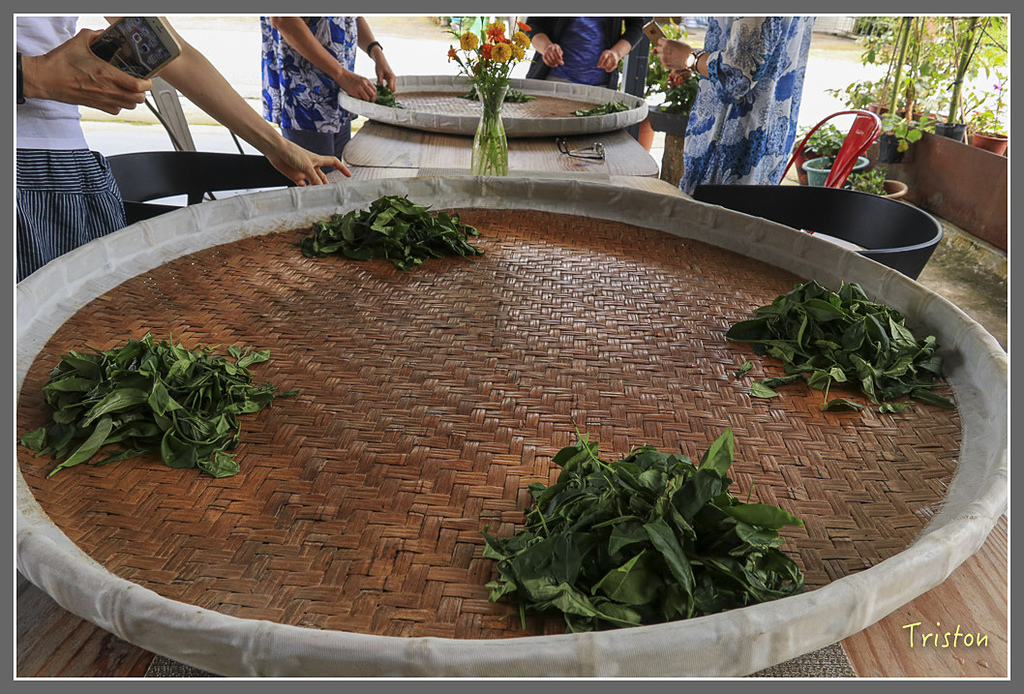 IMG_2215.jpg - 20180802 樂野山芙蓉揉茶,阿將咖啡的家