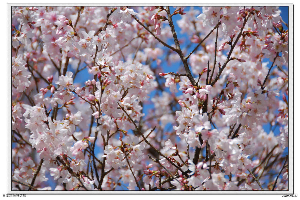 2009-03-21-10_24_36.jpg - 20090320 日本京阪神之旅